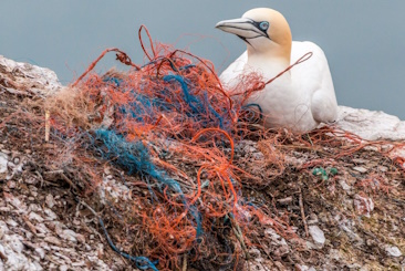 A gannet bird perches on a rocky surface, surrounded by tangled red and blue plastic threads and debris. The scene highlights the issue of plastic pollution in natural habitats.